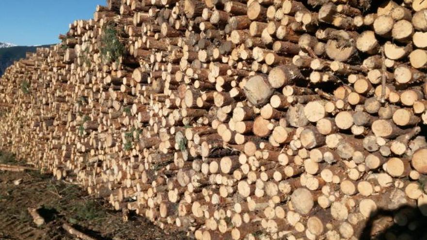 Robo de madera denunciada por los Forestales