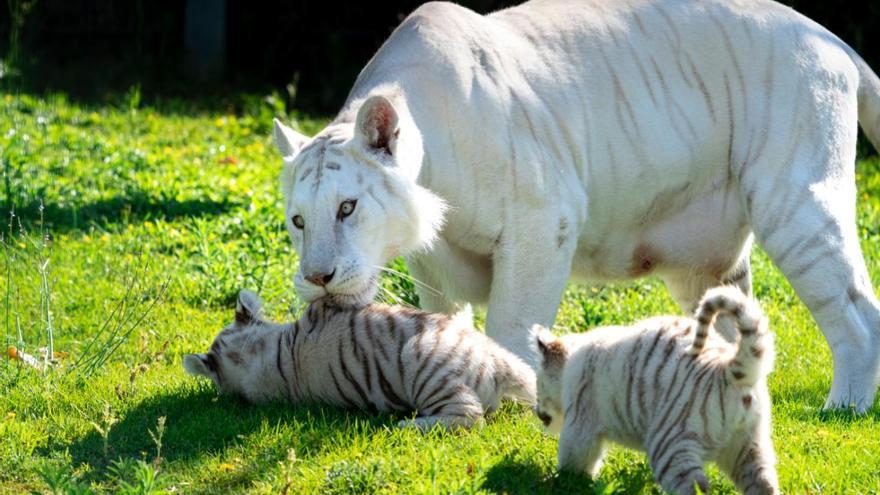 tigre blanco, sendaviva