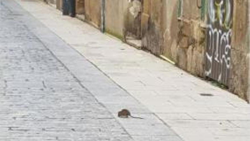 rata en el centro de Logroño