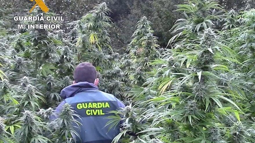 Guardia Civil, marihuana, cultivo