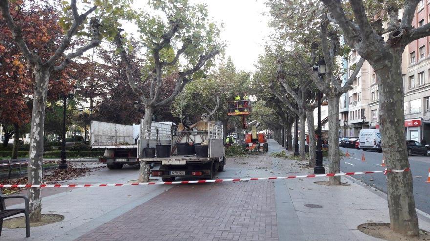 campaña de poda de árboles en Logroño