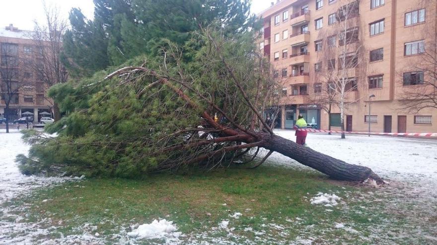 árbol caído por la nieve