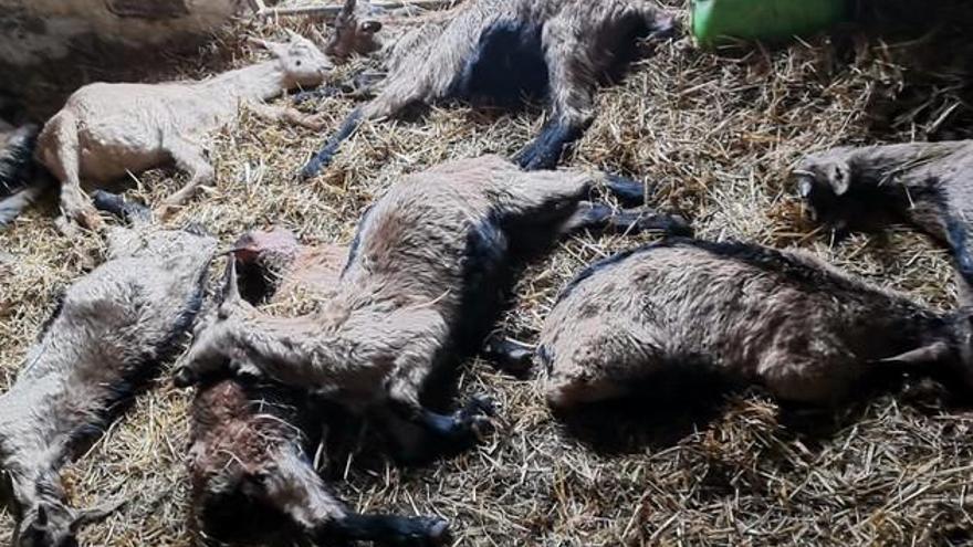 cabras muertas por el ataque de un perro en quesos Tondeluna