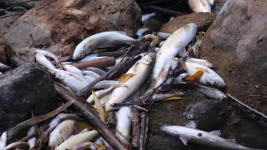 peces muertos, Alhama, río