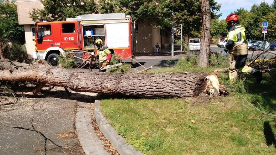retiran un pino de la calzada en Logroño