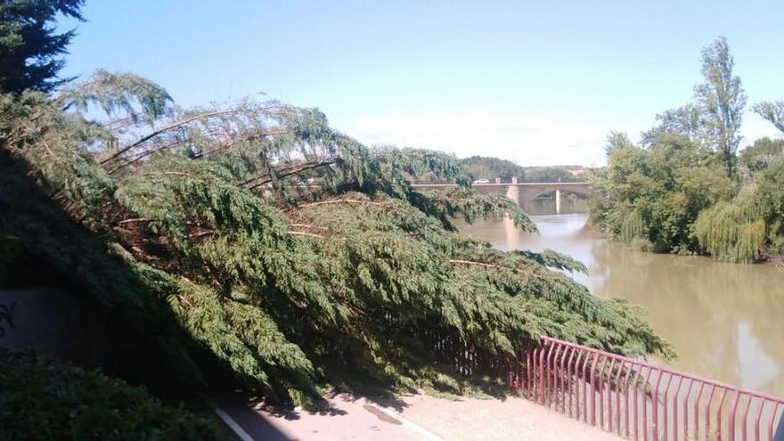 un árbol cae sobre el paseo del Ebro