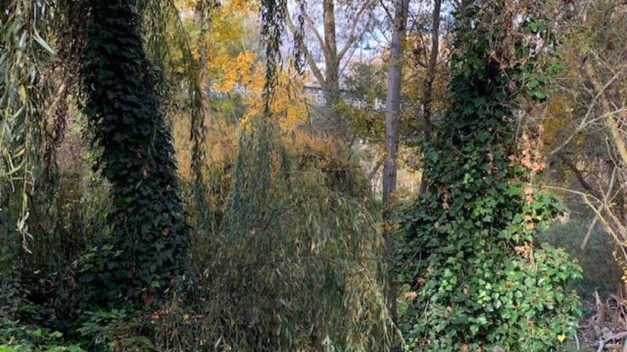 hiedra en los árboles del Ebro