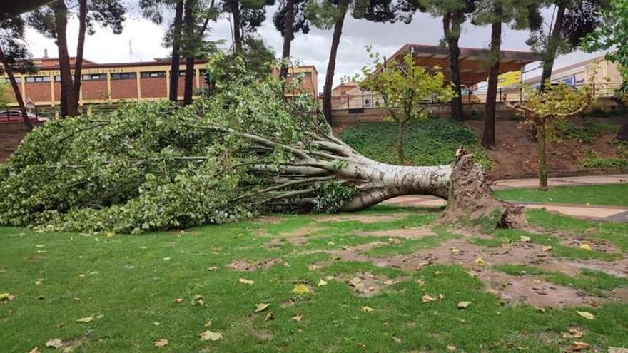 árbol partido por la tormenta en Alfaro